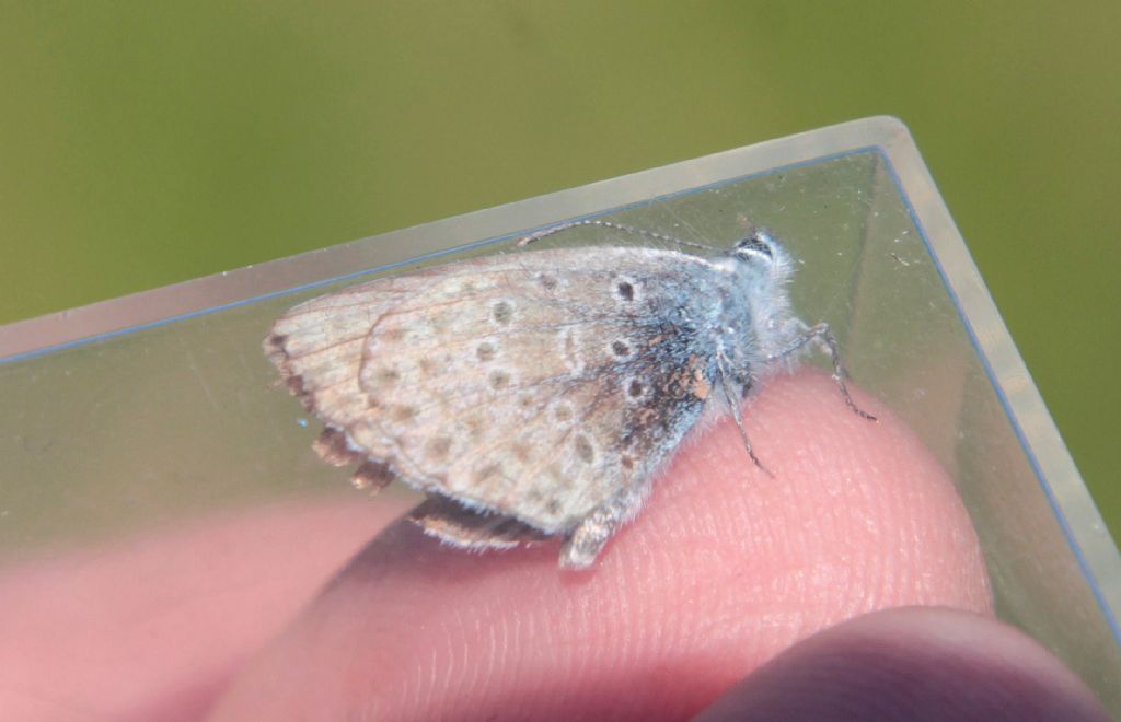 Lycaena da determinare